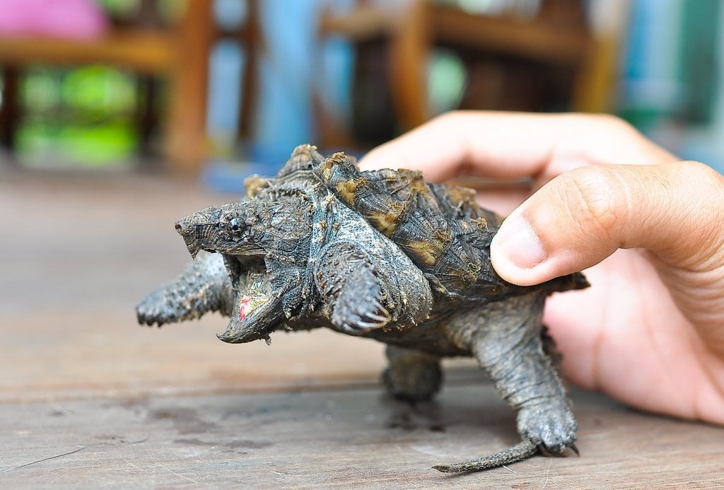 Alligator Snapping Turtles in Florida Tonytees